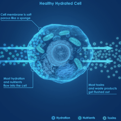 The Science The Science